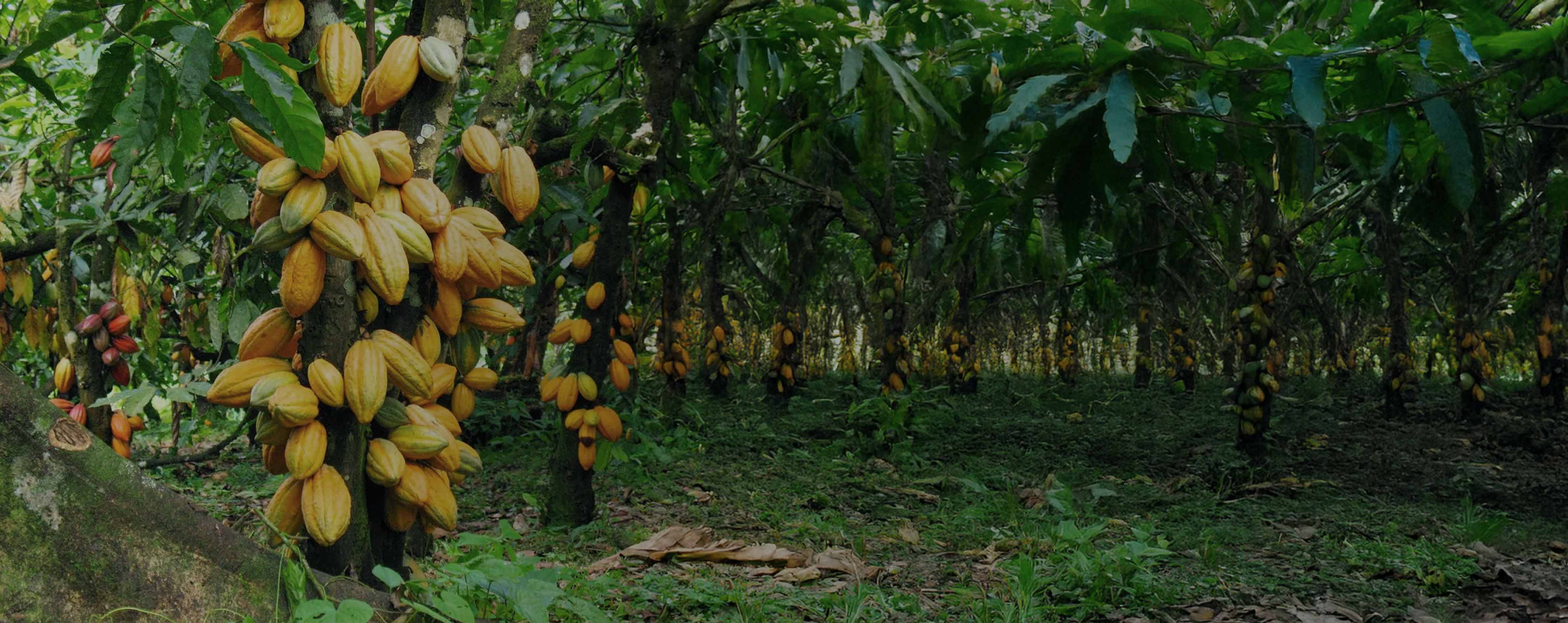 Premium cocoa butter from Magnus Trading Company